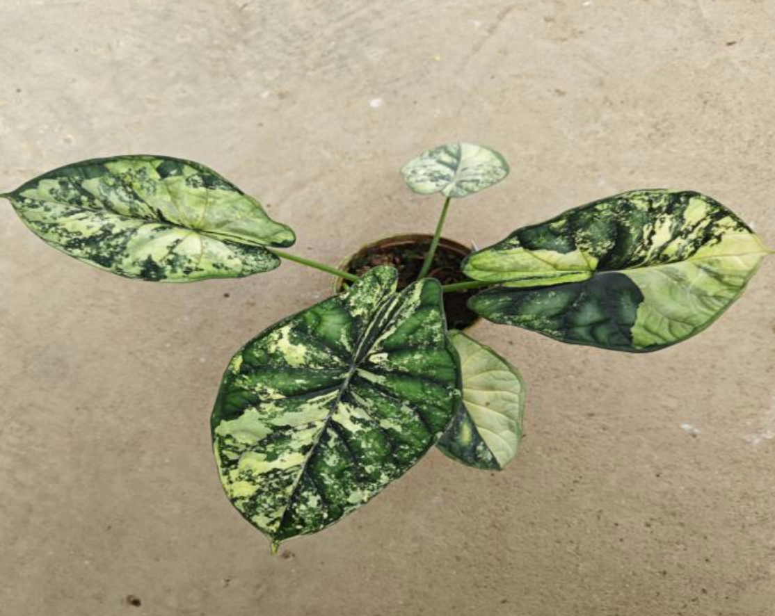Alocasia Dragon Scale Aurea Var tissue culture plant, featuring vibrant yellow-green leaves with dragon scale texture, from PlantNasty.