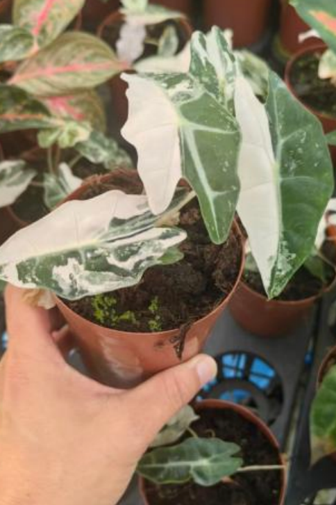 Alocasia Polly Pink Var tissue culture plant by PlantNasty showing healthy pink-veined leaves in a clear container.