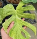 Close-up of Monstera 'Placer Gold' tissue culture by PlantNasty, showing healthy, vibrant plant tissue in a clear container.