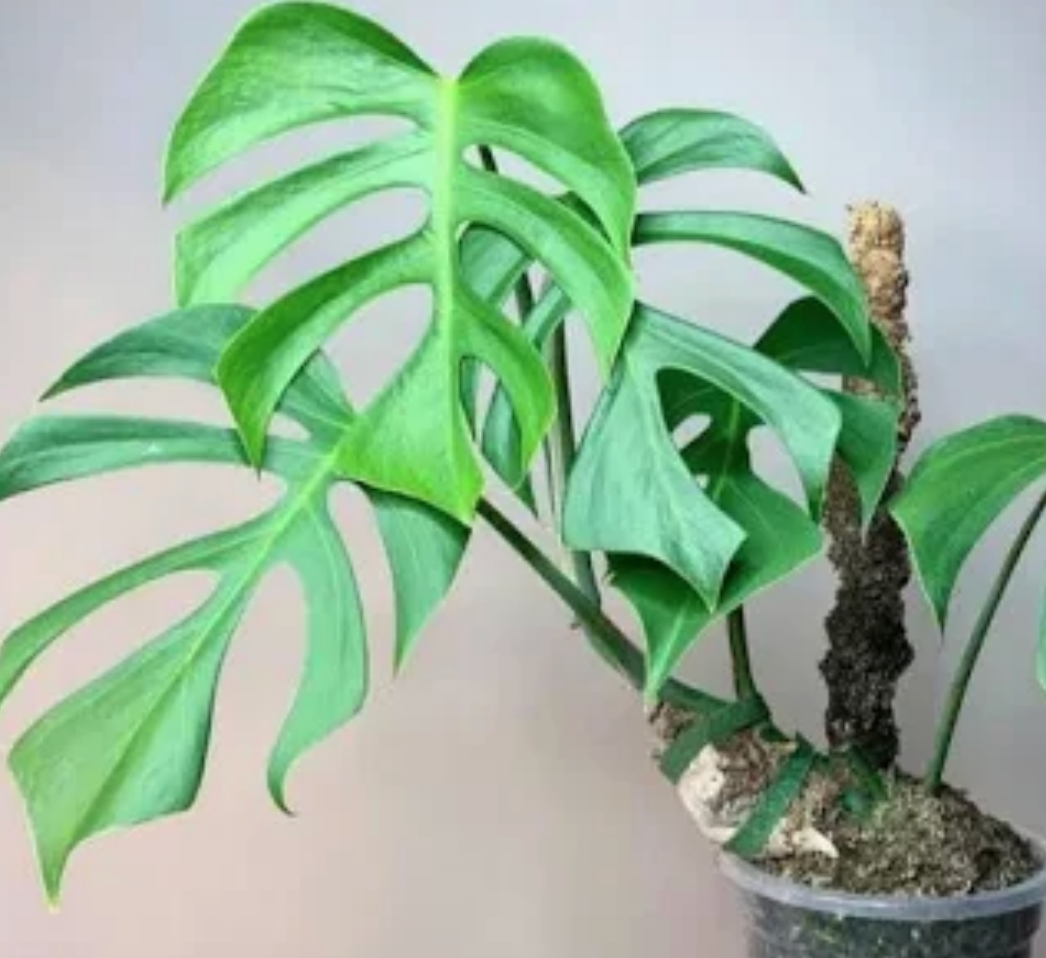 Healthy Monstera Sierrana tissue culture plant by PlantNasty, showing fresh green leaves and root development in clear container.