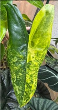 Tissue culture of Alocasia Zebrina Aurea Var with vibrant yellow-green leaves, produced by PlantNasty, shown in a digital screenshot.