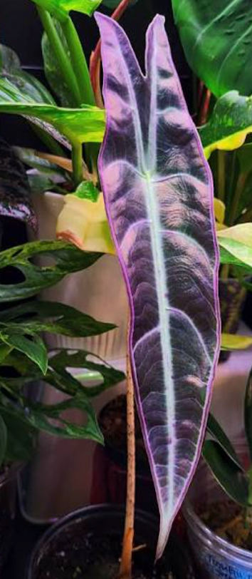 Alocasia Longiloba Purple tissue culture plant in a clear container, showing healthy roots and vibrant purple foliage.