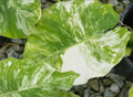 Variegated Alocasia Macrorrhizos tissue culture plant from PlantNasty, showcasing green and white foliage in a clear container.