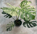 White Monster Monstera tissue culture from PlantNasty, showcasing healthy, vibrant foliage in a clear container.