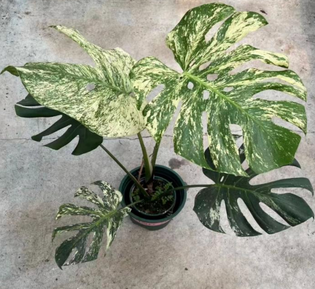 White Monster Monstera tissue culture from PlantNasty, showcasing healthy, vibrant foliage in a clear container.