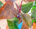 Tissue culture of Philodendron Orange Princess by PlantNasty, showing healthy orange-leaved plant in a clear container.