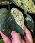 PlantNasty Monstera Star Shadow tissue culture showing healthy young Monstera plant in a clear container.