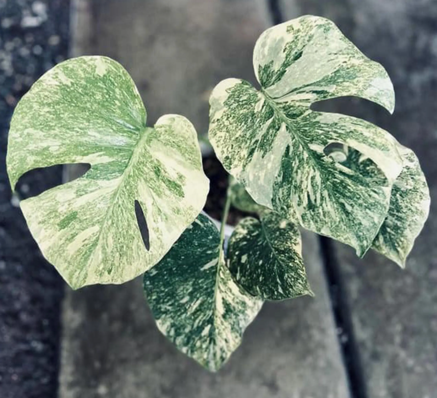 Monstera green snow tissue culture from PlantNasty showing healthy plant sample in a clear container.