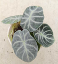 Alocasia Ninja Silver plant in tissue culture, showing young silver and green leaves with distinctive veining, by PlantNasty.