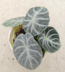 Alocasia Ninja Silver plant in tissue culture, showing young silver and green leaves with distinctive veining, by PlantNasty.