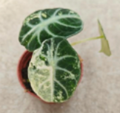 Tissue culture Alocasia reginula 'Ninja Variegata' plant with distinctive green and white variegated leaves, from PlantNasty.