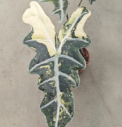 Tissue culture Alocasia sanderiana Aurea Nobilis plant by PlantNasty, showing vibrant yellow-green foliage in a healthy growth stage.
