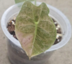Alocasia Golden Bone Pink Mint tissue culture plant in a clear container, showcasing vibrant leaves and healthy root development.