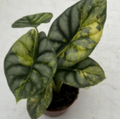Alocasia Silver Dragon Aurea tissue culture plant from PlantNasty, showing young leaf and root development in a clear container.
