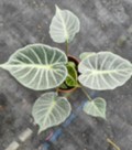 Alocasia Crystal tissue culture by PlantNasty showing a close-up of healthy plant tissue in a clear container.