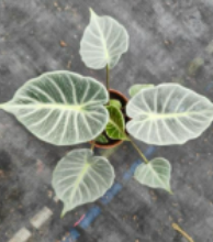 Alocasia Crystal tissue culture by PlantNasty showing a close-up of healthy plant tissue in a clear container.