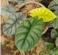 Alocasia Maharani Moonlight tissue culture by PlantNasty, showing healthy plant tissue in a clear container with green leaves.