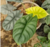 Alocasia Maharani Moonlight tissue culture by PlantNasty, showing healthy plant tissue in a clear container with green leaves.