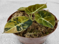 Tissue culture of Alocasia 'Black Velvet Aurea Variegata' plant with variegated dark leaves and yellow accents, from PlantNasty.
