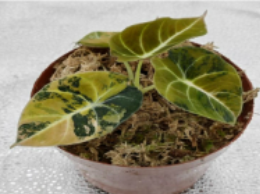 Tissue culture of Alocasia 'Black Velvet Aurea Variegata' plant with variegated dark leaves and yellow accents, from PlantNasty.