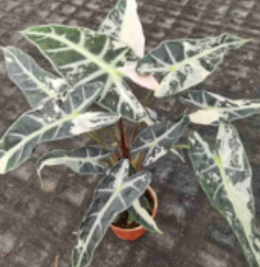 Alocasia 'Bambino Pink' tissue culture plant from PlantNasty, showing small pink-leaved Alocasia in a clear container.
