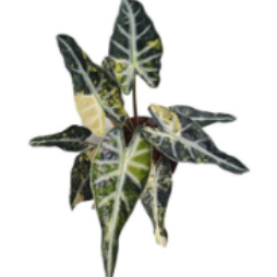 Tissue culture of Alocasia 'Bambino Aurea Variegata' from PlantNasty, showing small plant with variegated yellow and green leaves.