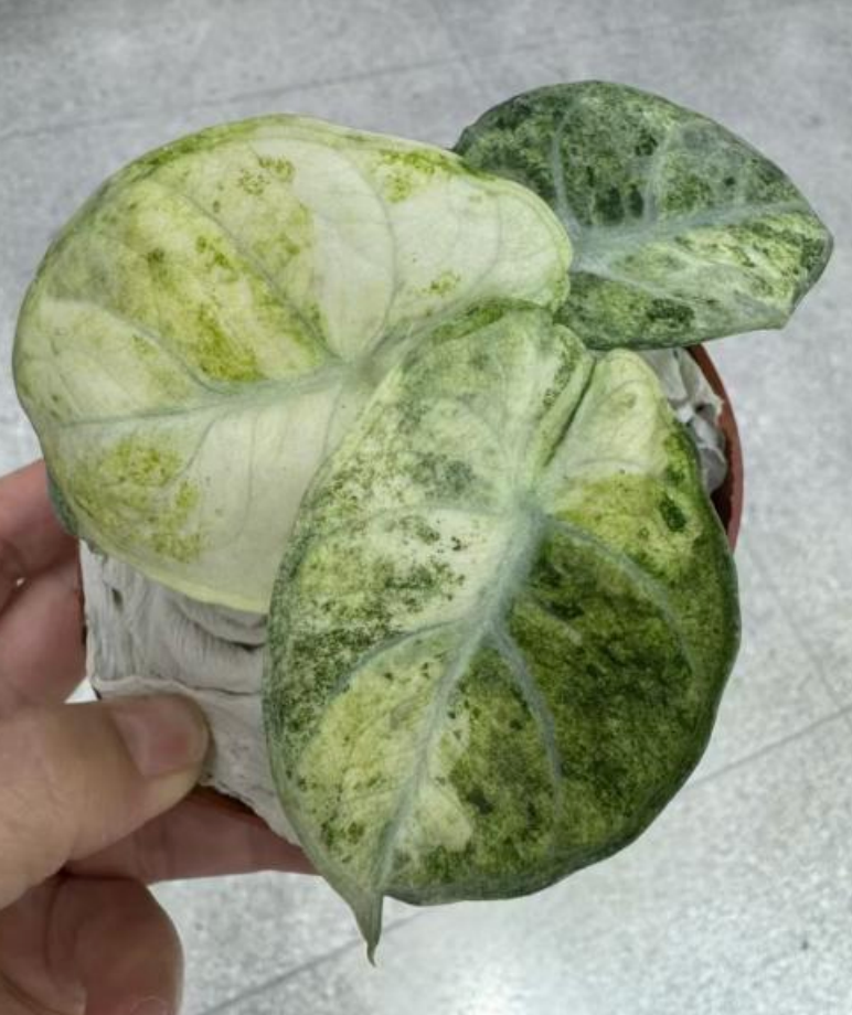 Alocasia ‘Ninja’ splash tissue culture plant in a clear container, showcasing vibrant leaf patterns and healthy roots.