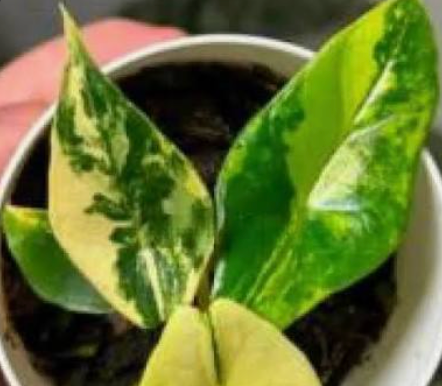 Tissue culture of Alocasia 'Scalprum' Golden Aurea by PlantNasty, showing healthy green and golden leaf tissue.