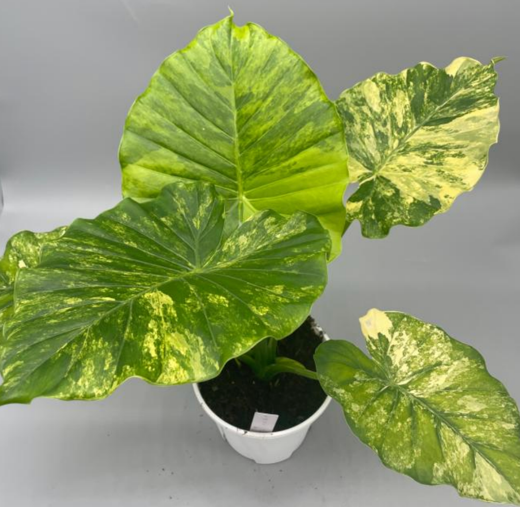 Tissue culture of Alocasia macrorrhizos aurea var with vibrant yellow-green leaves, displayed in a clear container showing plant tissue.