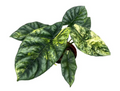Variegated Alocasia Sinuata Aurea tissue culture from PlantNasty, showing healthy young plant with distinctive yellow and green leaf patterns.