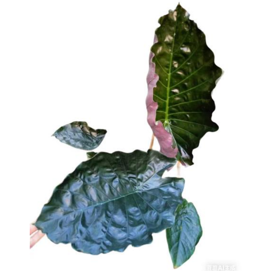 Tissue culture Alocasia sp from Borneo in a clear container, showcasing healthy roots and green foliage, by PlantNasty.