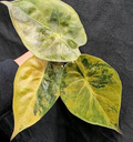 Alocasia Wentii Aurea Var tissue culture plant from PlantNasty, showing healthy, vibrant leaves in a clear container.