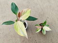 Philodendron White Knight Mint Var tissue culture plant from PlantNasty, showing healthy leaves and root development in a clear container.