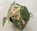 Orange variegated Philodendron melanochrysum tissue culture plant from PlantNasty, showing healthy plant tissue in a clear container.