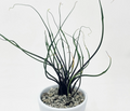 Alocasia 'Aranea' tissue culture by PlantNasty showing healthy leaf cuttings in a clear container.