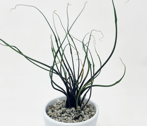 Alocasia 'Aranea' tissue culture by PlantNasty showing healthy leaf cuttings in a clear container.