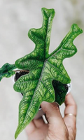Alocasia 'Jacklyn' tissue culture plant in clear container, showing healthy green leaves and root development, from PlantNasty.
