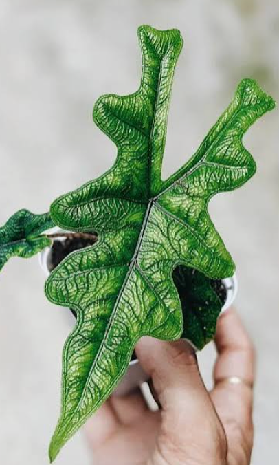 Alocasia 'Jacklyn' tissue culture plant in clear container, showing healthy green leaves and root development, from PlantNasty.