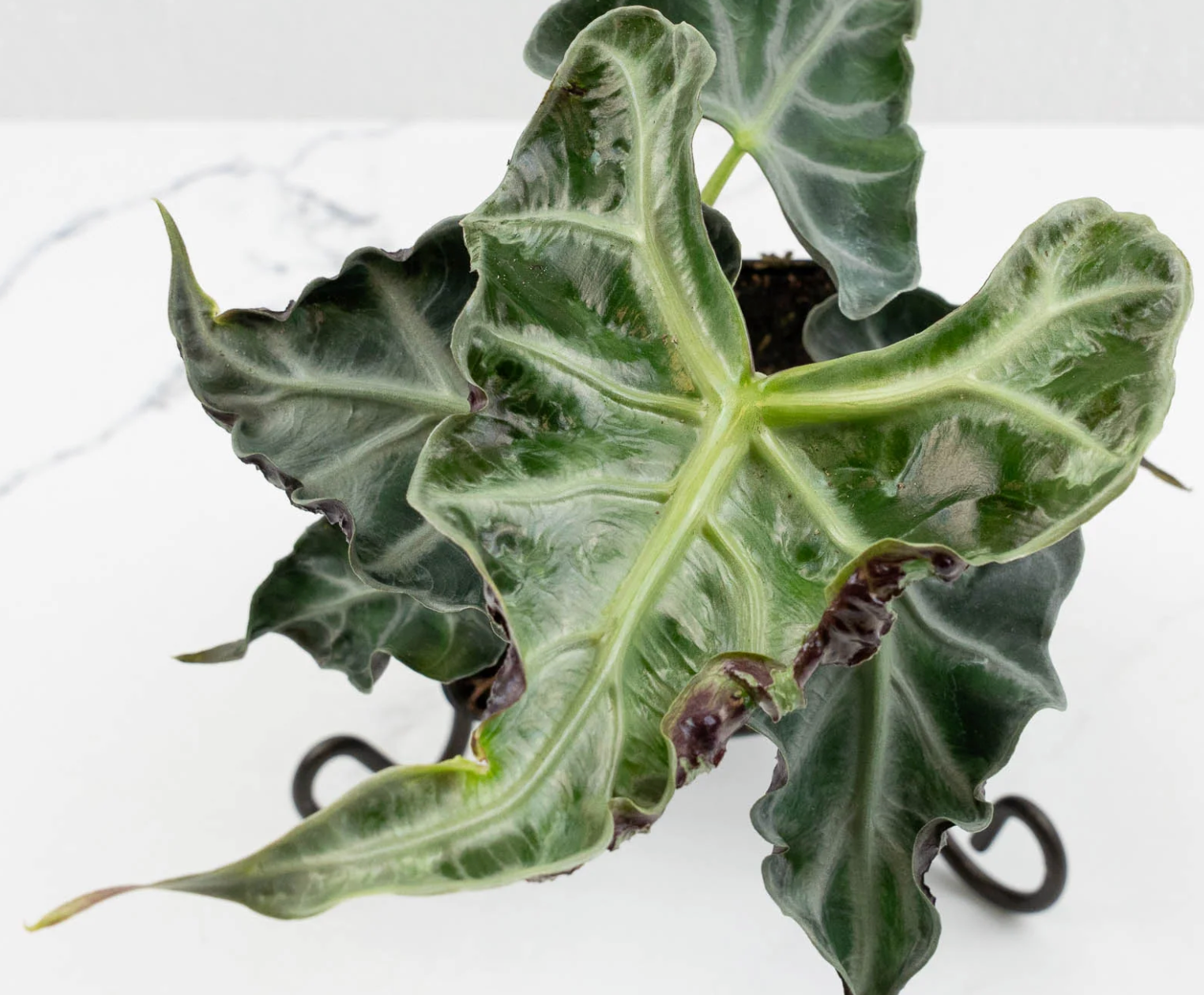 Alocasia 'Loco' tissue culture plant in a clear container, prepared for propagation, by PlantNasty.