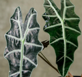 Tissue culture of Alocasia 'Parasol' from PlantNasty showing healthy young plant in clear container with roots visible.