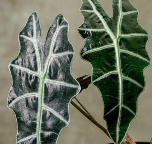 Tissue culture of Alocasia 'Parasol' from PlantNasty showing healthy young plant in clear container with roots visible.