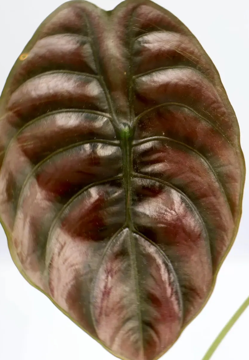 Alocasia cuprea 'Red Secret' tissue culture by PlantNasty, showing healthy plant tissue in a clear container.