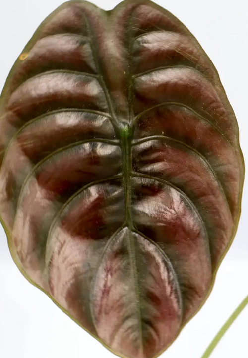 Alocasia cuprea 'Red Secret' tissue culture by PlantNasty, showing healthy plant tissue in a clear container.