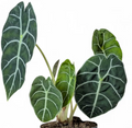Alocasia Curup Green Stem tissue culture by PlantNasty, showing young plant tissue in clear container with roots and green stems.