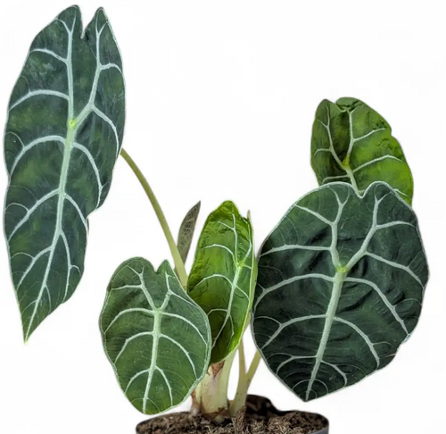Alocasia Curup Green Stem tissue culture by PlantNasty, showing young plant tissue in clear container with roots and green stems.