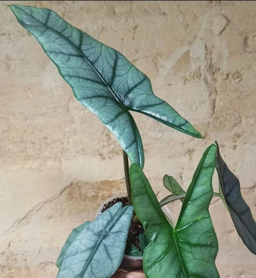 Alocasia Heterophylla 'Metallic Blue' tissue culture by PlantNasty showing healthy plant tissue in a clear container.