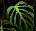 Tissue culture of Monstera dilacerata 'Burle Marx Flame' with vibrant, flame-colored leaves from PlantNasty.