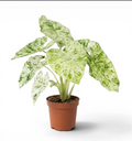 Tissue culture Alocasia Macrorrhizos 'Camouflage Splash' plant from PlantNasty with vibrant green and white patterned leaves.