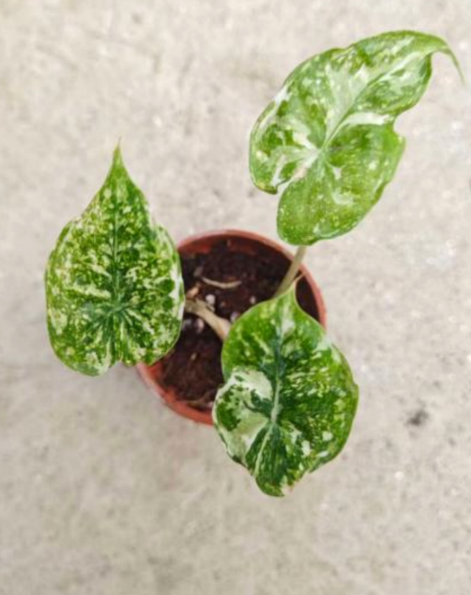 Variegated Alocasia Nairobi Nights Albo tissue culture plant from PlantNasty, featuring striking white and green variegation on large leaves.