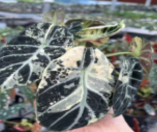 Tissue culture of Alocasia Reginula 'Ninja Albo Variegata' with white and green variegated leaves, produced by PlantNasty.